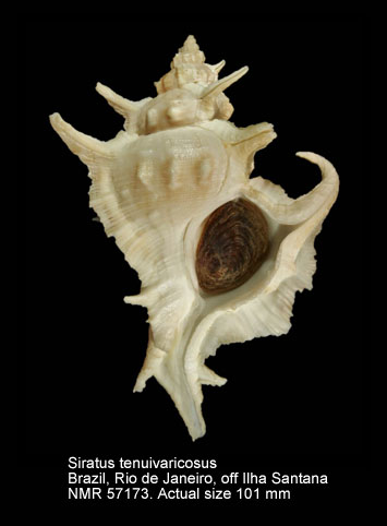 Siratus tenuivaricosus.jpg - Siratus tenuivaricosus(Dautzenberg,1927)
